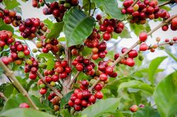 Giá cà phê hôm nay 6/6: Robusta tiếp tục tăng mạnh, trong nước gần 130.000 đồng/kg
