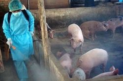 Triển khai các giải pháp phòng, chống dịch tả lợn Châu Phi
