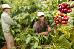 Có thêm 1.500 đồng/kg, giá cà phê chạm ngưỡng 125.000/kg