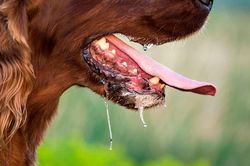 Bé gái 2 tuổi phát bệnh dại sau một tháng bị chó cắn