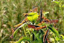 Cao Bằng công bố dịch châu chấu tre phá hoại mùa màng tại ba huyện