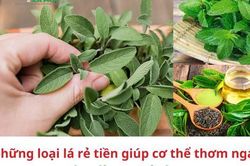 Những loại lá rẻ tiền giúp cơ thể thơm ngát như dùng nước hoa