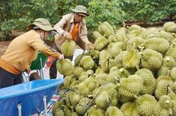 Nhu cầu sầu riêng tăng mạnh: Cơ hội xuất khẩu tăng tốc