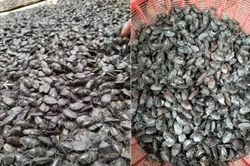 Loài côn trùng khiến nhà vườn lao đao, 'lên đời' thành đặc sản 8 triệu đồng/kg