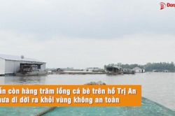 Vẫn còn hàng trăm lồng cá bè trên hồ Trị An chưa di dời ra khỏi vùng không an toàn