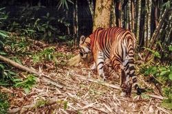 Quảng Bình: Xác minh thông tin người dân phát hiện hổ tự nhiên ở trong rừng sâu