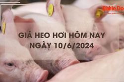 Giá heo hơi hôm nay 10/6/2024: lặng sóng ngày đầu tuần