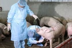 Chủ động phòng, chống bệnh dịch tả lợn châu Phi