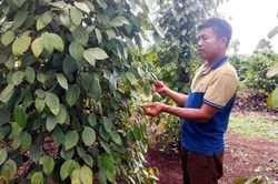 Giá tiêu tăng vọt khiến doanh nghiệp thu mua gặp khó
