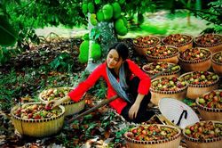 Bình Dương thi sáng tác ảnh nhanh trong lễ hội 'Mùa trái chín'
