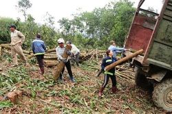 Thanh Hóa phát triển vùng nguyên liệu gỗ hơn 20.000ha tại 4 huyện