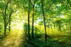 Đồng Nai triển khai chỉ thị của Thủ tướng về tín chỉ carbon