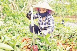 Bắc Giang tiêu thụ khoảng 70% sản lượng vải thiều sớm