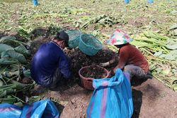Giá khoai môn giảm