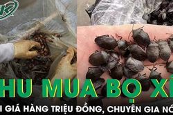 Giật mình với giá thu mua bọ xít đen lên đến hàng triệu đồng/kg về làm thuốc, chuyên gia nói gì?