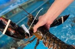 Tôm hùm Alaska 'bơi tung tăng' được bán với giá 'siêu rẻ', chỉ từ 350 nghìn đồng/con