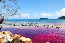 Phú Quốc: Thủy triều đỏ xuất hiện tại đảo Thổ Châu