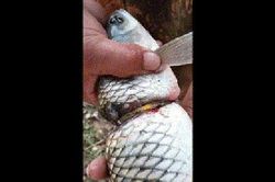 Bất ngờ bắt được cá trắm cỏ đeo vòng vàng bí ẩn