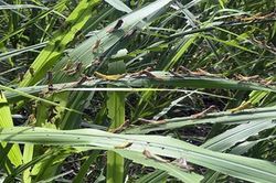 Phát hiện sớm, diệt trừ các ổ châu chấu