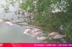 Tìm được thủ phạm vứt lợn chết xuống sông Ngàn Trươi