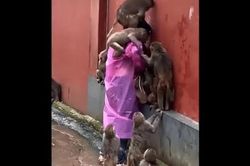 Clip: Hàng chục con khỉ hung hăng tấn công người phụ nữ để cướp đồ ăn