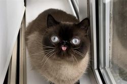 Gặp chú mèo 'cute' thích lè lưỡi khi chụp ảnh