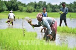 Nông nghiệp Ấn Độ chịu nhiều sức ép do thiếu mưa