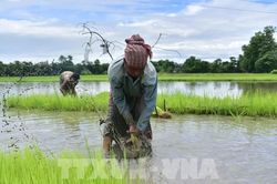 Nông nghiệp Ấn Độ chịu nhiều sức ép do thiếu mưa