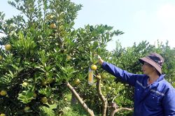Còn quá ít nông sản được xây dựng mã vùng trồng