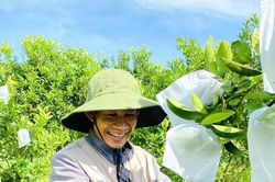 Kiếm 300 triệu/năm nhờ nuôi cá, trồng cây đặc sản có múi trên vườn
