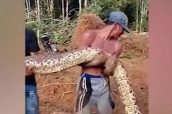 Dọn đường dẫn vào làng, hết hồn 'quái thú' khổng lồ 6m trườn ra