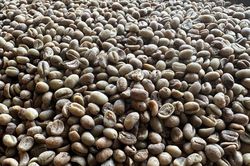 Chưa đầy nửa năm, một loại hạt của Việt Nam đã thu về hơn 3 tỷ USD