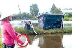 Chị nông dân nhẹ nhàng lãi 500 triệu nhờ nuôi thứ 'hiền lành, mắn đẻ'
