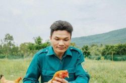 Loại gà nặng chỉ hơn 1kg có gì đặc biệt mà giá bán tới 600.000 đồng/con?