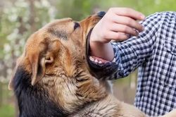 Lại thêm trường hợp bị chó dại cắn tử vong