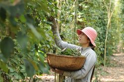 Giá tiêu hôm nay 22/6: Giá xuất khẩu giảm sốc tới 23%