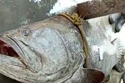 Bắt được con cá nặng 200kg, ngư dân bán với giá bất ngờ