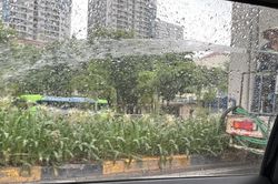 Hà Nội khẩn trương làm rõ vụ dùng xe bồn tưới cây dưới mưa tầm tã