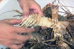 Phú Yên: Lần thứ hai trong năm, tôm hùm và cá chết đột ngột