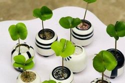 Cây cỏ dại được trồng vào chậu, giá hơn 100.000 đồng/cây vẫn đắt hàng