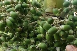Giá nông sản 26/6: Cau non tăng nhẹ, sen vào mùa giá cao, hồ tiêu giảm