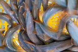Loại cá đặc sản miền Tây rớt giá, dân rao bán chỉ từ 300.000 đồng/kg