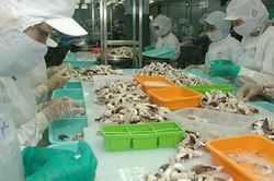 Điểm tên 5 thị trường xuất khẩu mực, bạch tuộc lớn nhất của Việt Nam