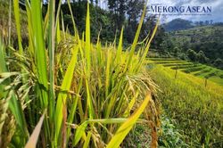 Sản xuất nông nghiệp 6 tháng đầu năm duy trì đà tăng trưởng