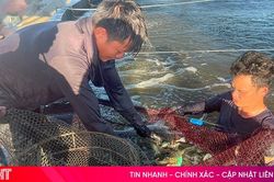 Giá tôm đầu vụ xuống thấp, người nuôi kém vui