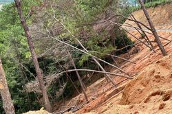 Lâm Đồng: Thi công dự án rác đè đổ hơn 100 cây thông