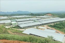 Đổi mới sáng tạo chăn nuôi lợn an toàn sinh học