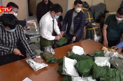 Thủ đoạn tinh vi của đường dây mua bán cần sa liên tỉnh số lượng lớn