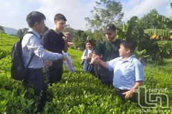 Người đưa hương chè Sông Cầu bay xa