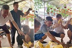 Chủ nhà bổ quả mít 'khủng' gần 55kg, hàng xóm kéo nhau sang thưởng thức